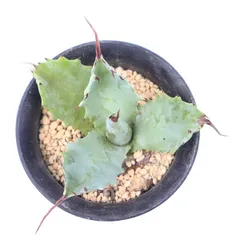 多肉植物 ポタトルム スポーン 現品 TK12-43 アガベ 観葉植物 インテリア ガーデニング 園芸 ドライガーデン 植栽 棘刺植物のサムネイル