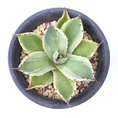 多肉植物 吉祥冠外斑 B 現品 TK12-44 アガベ 斑入り 観葉植物 インテリア 園芸 多年草 庭 植栽 ドライガーデンのサムネイル