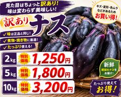 【農家直売】朝採れ 訳ありナス 発送最大サイズ 約25キロ160サイズ 農家直売】朝採れ 訳ありナス 発送最大サイズ 約25キロ160サイズ