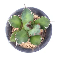 多肉植物 チタノタ 白鯨 現品 TK12-46 アガベ 観葉植物 インテリア ガーデニング 園芸 ドライガーデン 植栽 棘刺植物のサムネイル
