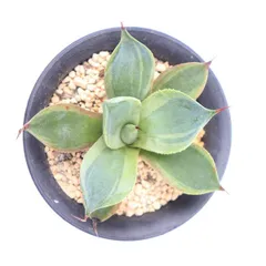 多肉植物 鳳凰 現品 TK12-47 アガベ 観葉植物 インテリア ガーデニング 園芸 ドライガーデン 植栽 棘刺植物 多年草のサムネイル