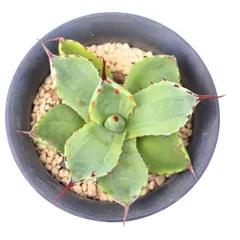 多肉植物 吉祥冠錦 黄外斑 現品 TK12-48 アガベ 斑入り 観葉植物 インテリア 園芸 庭 植栽 ドライガーデン 多年草のサムネイル