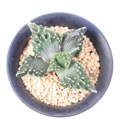 多肉植物 獅子波 現品 TK12-53 フォーカリア 異形 観葉植物 エイリアン・プランツ 珍奇植物 インテリア 棘刺植物 多年草のサムネイル