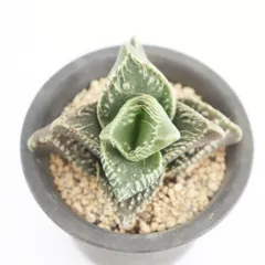 多肉植物 怒涛 Lサイズ 現品 TK12-54 フォーカリア エイリアン・プランツ 観葉植物 異形 珍奇植物 モンスタープランツ インテリア 棘刺植物のサムネイル