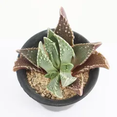 多肉植物 荒波 Lサイズ 現品 TK12-55 フォーカリア 異形 観葉植物 マニアックグリーン キモカワ 珍奇植物 植栽 棘刺植物 多年草のサムネイル