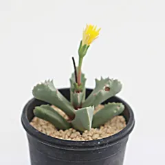 多肉植物 雷神波 現品 TK12-56 フォーカリア 観葉植物 エイリアン・プランツ 異形 珍奇植物 インテリア 園芸 棘刺植物 多年草のサムネイル