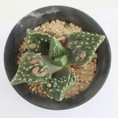 多肉植物 竜神波 現品 TK12-57 フォーカリア 観葉植物 異形 キモカワ モンスタープランツ 珍奇植物 園芸 棘刺植物 インドアグリーンのサムネイル