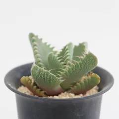 多肉植物 鯨波 現品 TK12-58 フォーカリア 観葉植物 エイリアン・プランツ 異形 珍奇植物 棘刺植物 インテリア 植栽 多年草のサムネイル