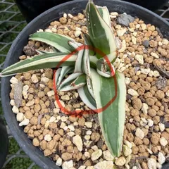 アガベ ヴィクトリアレジーナ'氷山' Agave victoriae-reginae 'Hyouzan' 子株 カット苗のサムネイル