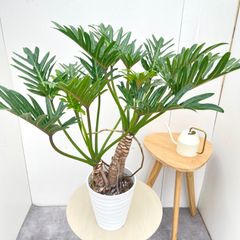 現品］19番 フィロデンドロン ジャイアントザナドゥ 幹上がり 7号