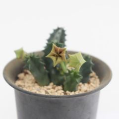 多肉植物 ダイアン センペルビウム 現品 TK12-63 観葉植物 インテリア