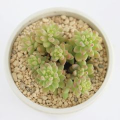 多肉植物 ダイアン センペルビウム 現品 TK12-63 観葉植物 インテリア