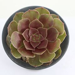 多肉植物 ダイアン センペルビウム 現品 TK12-63 観葉植物 インテリア