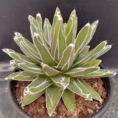 C123 「多肉植物Y」アガベ ササノユキ　大 　植え【最新到着・美株・Agave victoriae-reginae・笹の雪・美株・塊根植物】のサムネイル