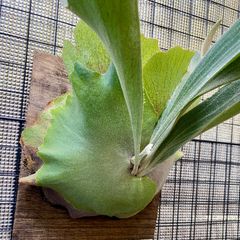 た*や様 Summer Breeze (P.Lemoinei x P.Bicor - メルカリ