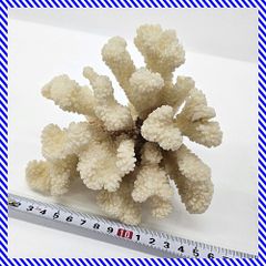 珊瑚礁 珊瑚 アロマストーン 白化珊瑚 置物 白珊瑚 14 - メルカリ