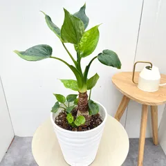 シマクワズイモ　斑入り　10【現品】☆希少☆ 観葉植物　室内　6号のサムネイル