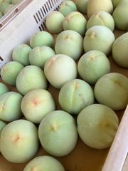 76.若桃 摘果桃 加工 桃 山梨県産 約3kg - メルカリ