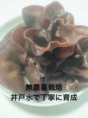 新鮮 国産生きくらげ 産地直送 お試し 1kg  井戸水で丁寧に育成のサムネイル