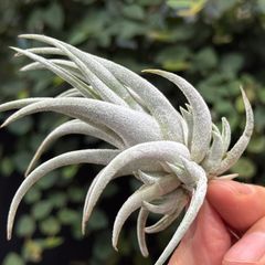 Tillandsia チランジア ギリエシー HR＊チランジア ギリエシー マイオール Tillandsia gilliesii fa
