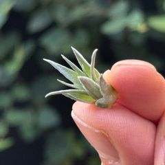 HR＊チランジア ギリエシー マイオール Tillandsia gilliesii fa