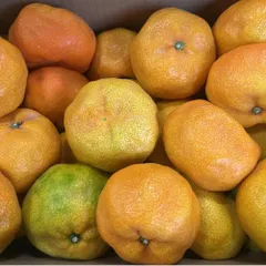 ハウスみかん　訳あり　約4ｋｇ　佐賀・熊本産　【クール便発送】80サイズ みかん ミカン 蜜柑のサムネイル