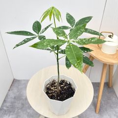 現品］【希少】30番 パキラ 斑入り 実生 5号 観葉植物 室内 レア