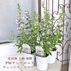 花苗 PW アンゲロニア エンジェルフェイス ウェッジウッドブルー 3号 多年草 夏の花 大輪 丈夫 強健 ナチュラル ガーデンのサムネイル