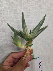 サンスベリア ユキオンナ Sansevieria Yuki Onna - メルカリ