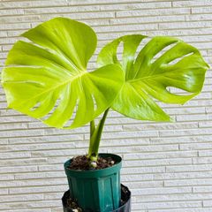 光を纏うリーフ セロームゴールド 観葉植物 calm cafe 光を纏うリーフ セロームゴールド 観葉植物 calm cafe - メルカリ