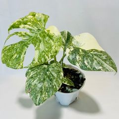 す*し様 Monstera Mint Full mint モンステラ タイ・フル - メルカリ