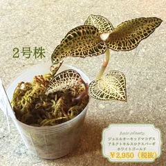 【現品発送】ジュエルオーキッド マコデス・アネクトキルス・ロクスバーギー ‘ホワイトゴールド’ 希少 観葉植物のサムネイル