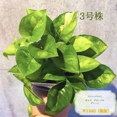 【現品発送】ポトス グローバルグリーン 3号｜希少品種｜観葉植物｜インテリアグリーンのサムネイル