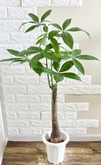 火曜特価！パキラ 苗 苗木 観葉植物 8号鉢 ねじり 5株植 高さ約110