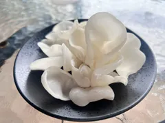 【無農薬・採れたて】生白キクラゲ 300g ★受注収穫をクール便でお届け！肉厚ぷるぷるのサムネイル