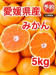 絶品‼️糖度15度越え‼️プレミアムみかんキング 旬味有田みかん 宮川