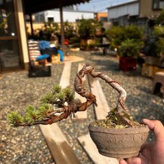 令8年7月12日芽切終了 黒松盆栽 35年 松 鉢 文人 送料無料 BONSAI