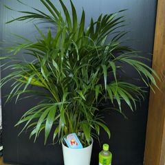 大特価！2鉢価格！スーパーアレカヤシ 苗 苗木 観葉植物 7号鉢 ヤシの