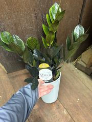 ザミオクルカス レイヴン ブラックオレンジ斑入り 観葉植物① - メルカリ