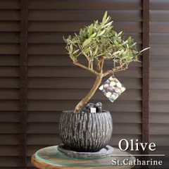 曲がり仕立て 創樹 オリーブ Olive セントキャサリン 5号 陶器鉢 盆栽 SOUJU St.Catharine オリーブの木 0711NVのサムネイル