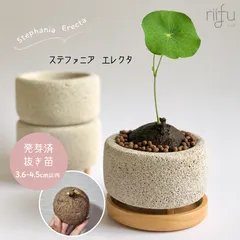 ♡抜き苗♡〚ステファニア エレクタ〛Stephania Erecta / ステファニアピエレイ 直径 3.6-4.5cm以内 塊根植物 コーデックス 抜き苗 発芽済のサムネイル