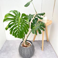 パキラ 斑入り ミルキーウェイ 実生 11【現品】観葉植物 室内 5号