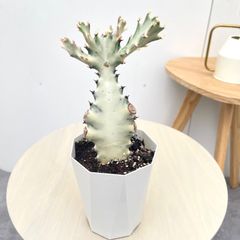 パキラ 斑入り ミルキーウェイ 実生 11【現品】観葉植物 室内 5号