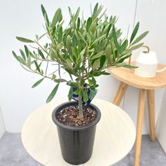 パキラ 斑入り ミルキーウェイ 実生 11【現品】観葉植物 室内 5号
