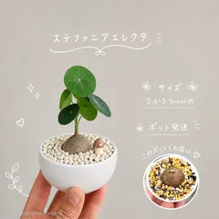 ♡プラポット発送♡〚 ステファニア　エレクタ  〛Stephania Erecta 2.6cm-35.以内  発芽済のサムネイル