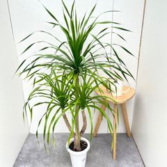 フィロデンドロン ジャイアントザナドゥ 幹上がり 12【現品】観葉植物
