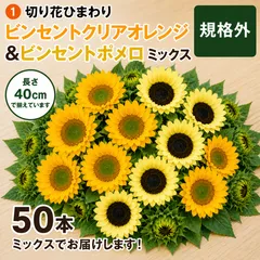 切り花　ひまわり ビンセント シリーズ 40cm  50本 農家直送のサムネイル