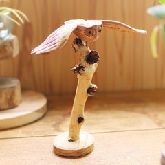 極楽鳥 剥製 - メルカリ