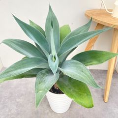 フィロデンドロン ジャイアントザナドゥ 幹上がり 12【現品】観葉植物