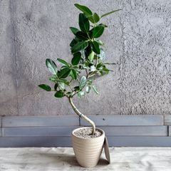 大型 フィカス ベンガレンシス 曲がり仕立て 8号 陶器鉢 植え込み発送